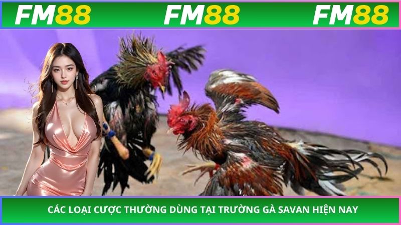 Các loại cược thường dùng tại trường gà Savan hiện nay