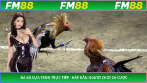 Đá Gà Cựa Tròn Trực Tiếp - Hấp Dẫn Người Chơi Cá Cược