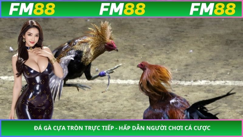 Đá Gà Cựa Tròn Trực Tiếp - Hấp Dẫn Người Chơi Cá Cược