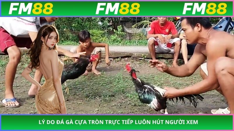 Lý do đá gà cựa tròn trực tiếp luôn hút người xem