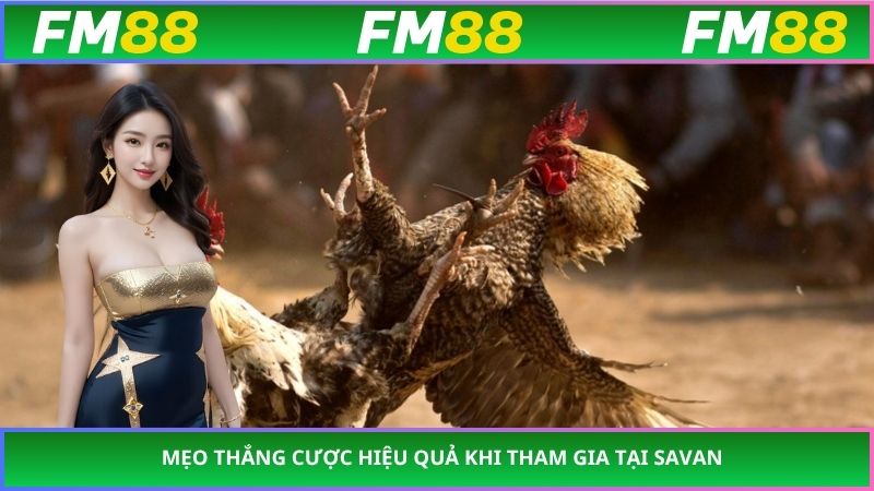 Các loại cược thường dùng tại trường gà Savan hiện nay