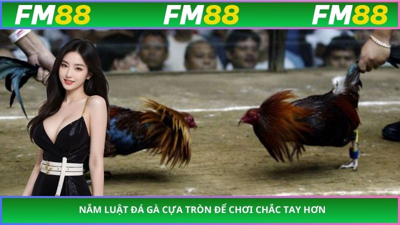 Nắm luật đá gà cựa tròn để chơi chắc tay hơn