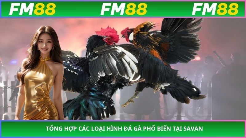 Tổng hợp các loại hình đá gà phổ biến tại Savan