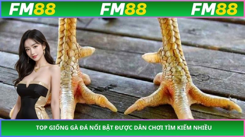 Top giống gà đá nổi bật được dân chơi tìm kiếm nhiều