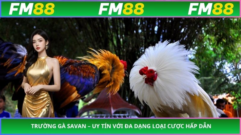 Trường Gà Savan – Uy Tín Với Đa Dạng Loại Cược Hấp Dẫn