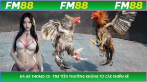 Đá gà thomo c3 - Tìm tiền thưởng khủng từ các chiến kê