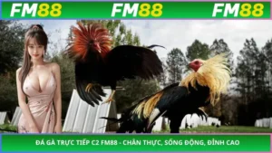 Đá Gà Trực Tiếp C2 FM88 - Chân Thực, Sống Động, Đỉnh Cao