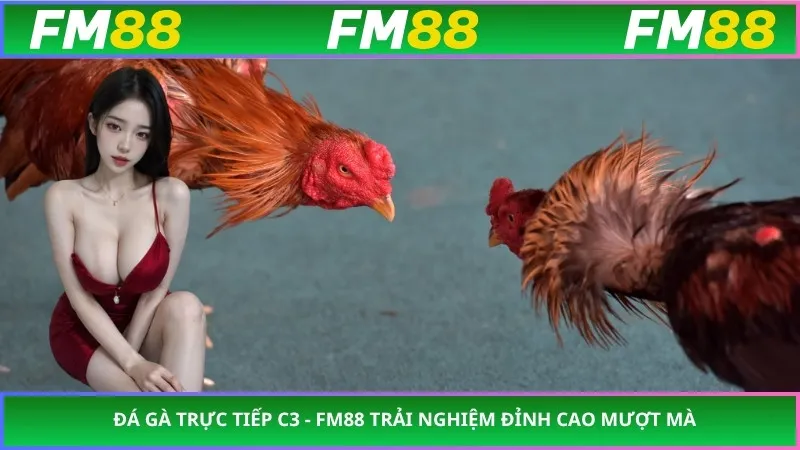 Đá Gà Trực Tiếp C3 - FM88 Trải Nghiệm Đỉnh Cao Mượt Mà
