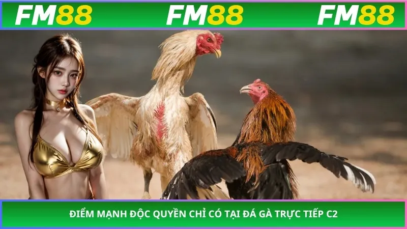 Điểm mạnh độc quyền chỉ có tại đá gà trực tiếp C2