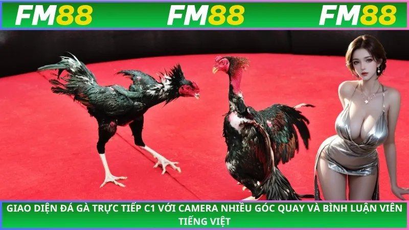 Giao diện Đá Gà Trực Tiếp C1 với camera nhiều góc quay và bình luận viên tiếng Việt