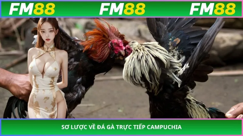 Sơ lược về đá gà trực tiếp campuchia