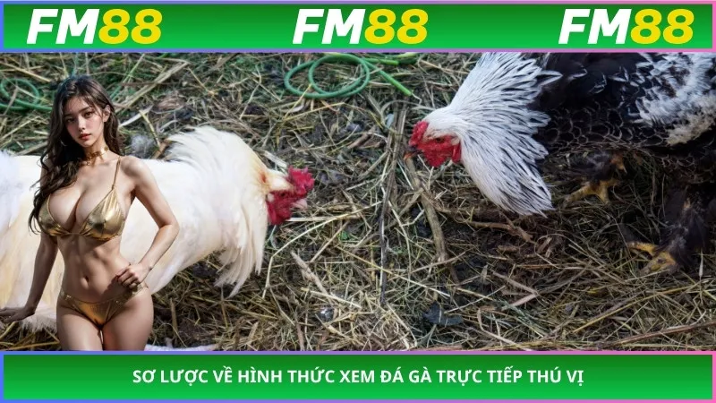 Sơ lược về hình thức xem đá gà trực tiếp thú vị