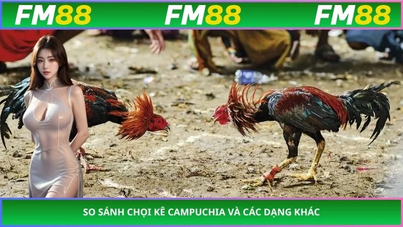 So sánh chọi kê campuchia và các dạng khác