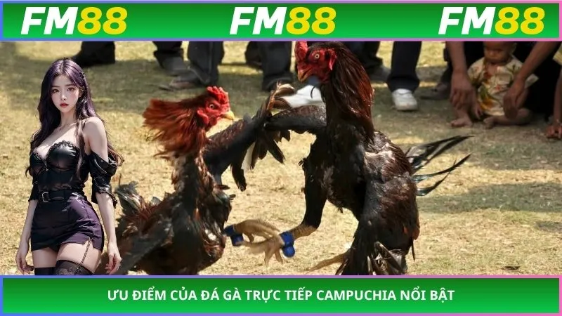 Ưu điểm của đá gà trực tiếp campuchia nổi bật