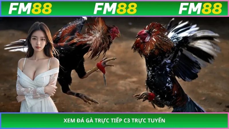 Xem Đá Gà Trực Tiếp C3 trực tuyến