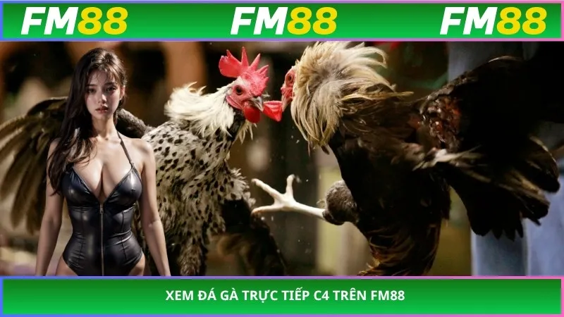 Xem Đá Gà Trực Tiếp C4 trên FM88