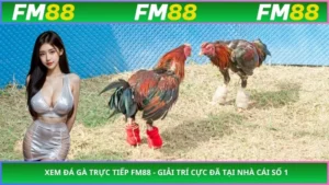 Xem Đá Gà Trực Tiếp FM88 - Giải Trí Cực Đã Tại Nhà Cái Số 1